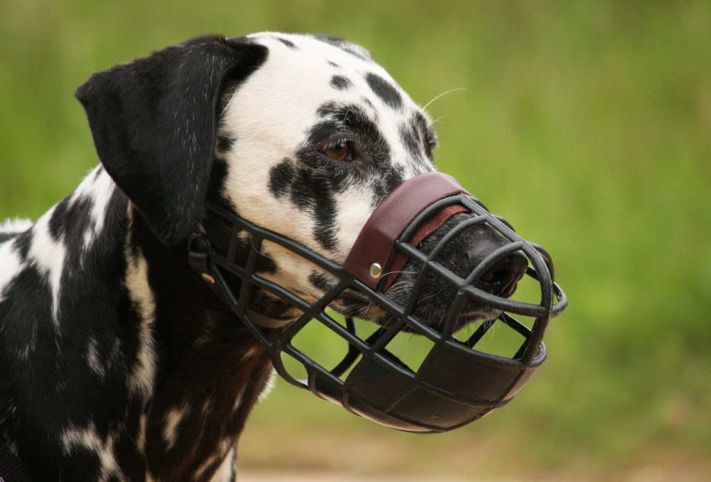 cane museruola