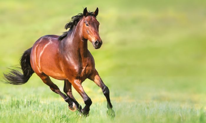 cavallo