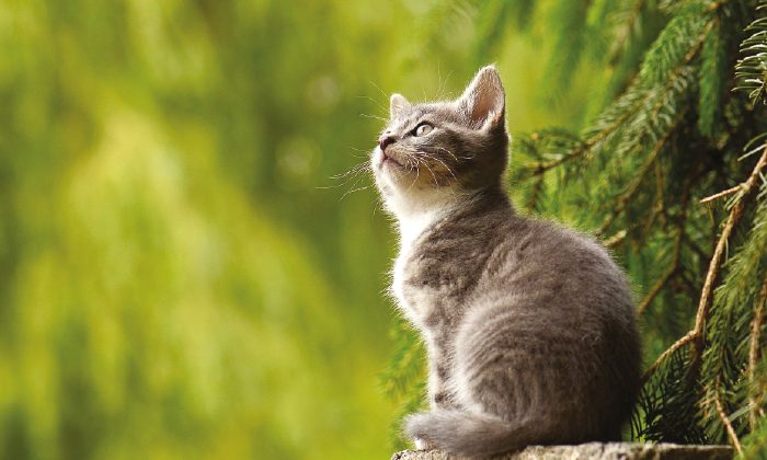 gatto