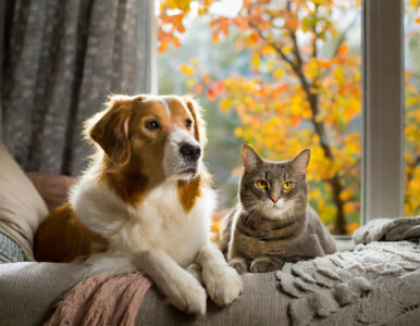 Firefly cane e gatto in casa su un divano con dietro una finestra dalla quale si vedono alberi con f