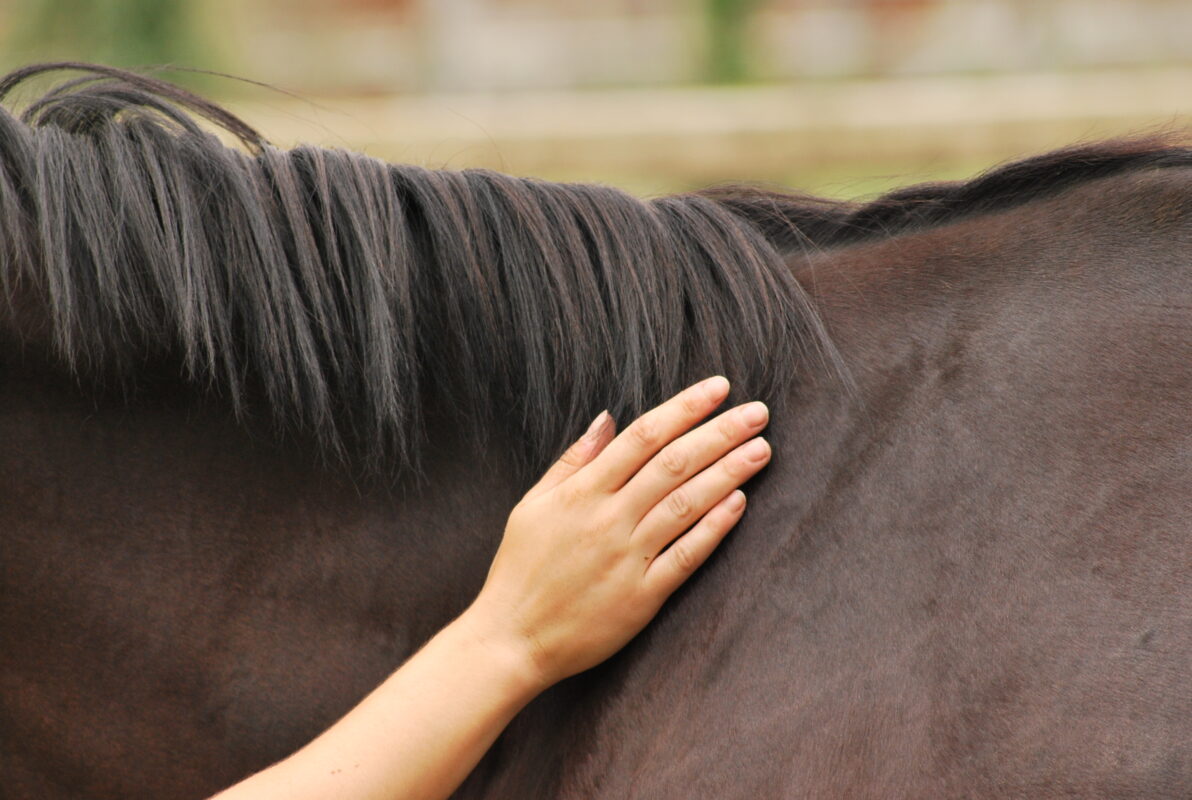 Caresse