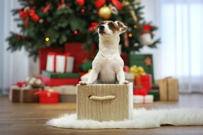 Cute Jack Russel puppy in box on decorated Christmas tree backgr