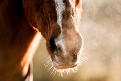 horse muzzle snout nose close up detail light