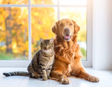 Un cane e un gatto rilassati in casa, vicino a una finestra con luce naturale autunna 599273
