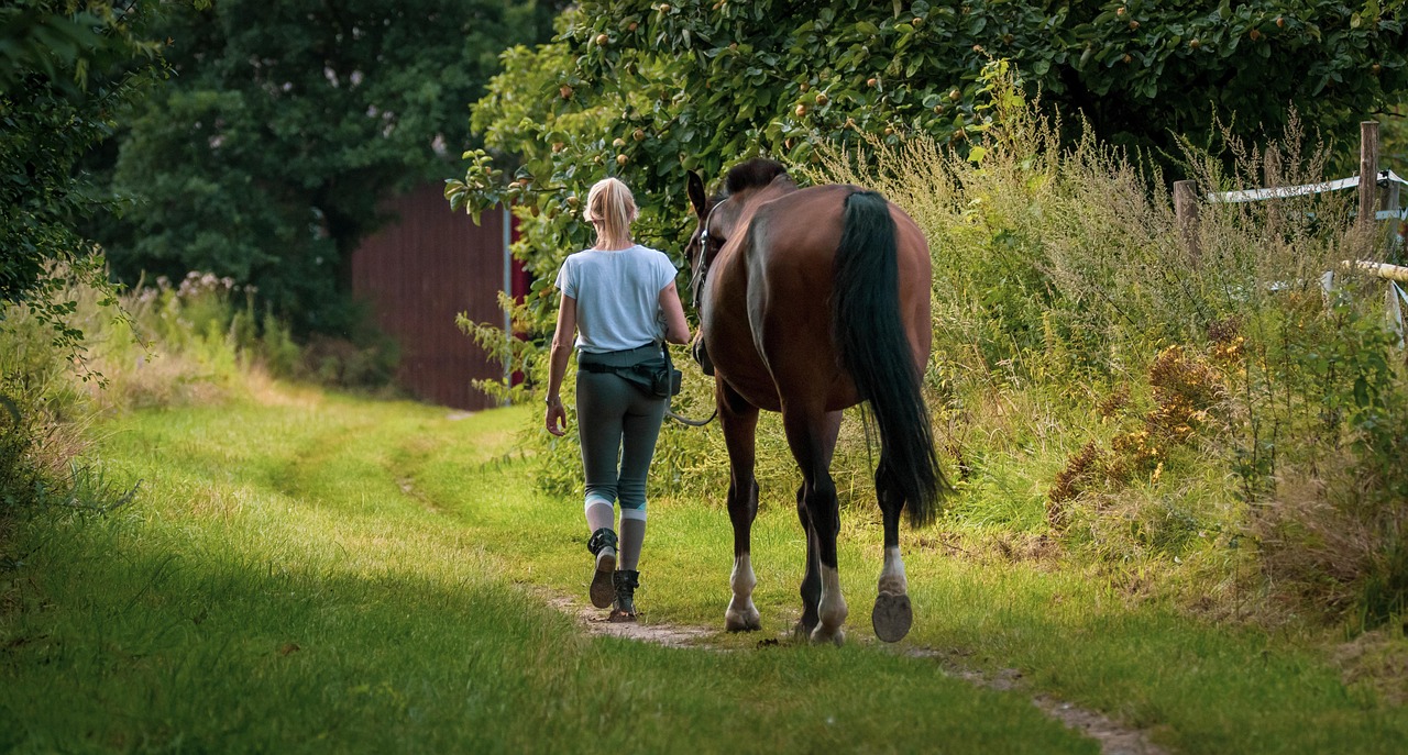 horse-6546029_1280